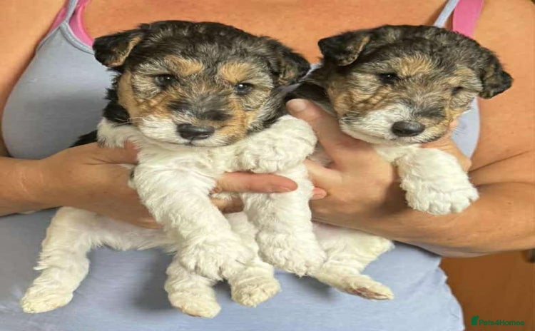 Fox Terrier dogs - Advert 1