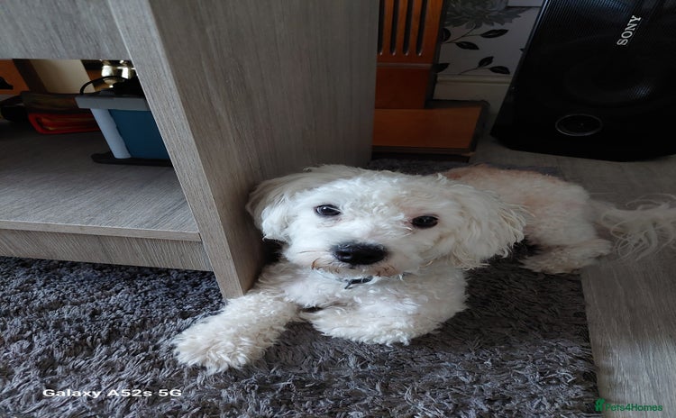 Bichon Frise dogs - Advert 1