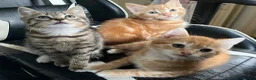 Mixed Breed cats for sale: Three Gorgeous Boys for sale. - Advert 1