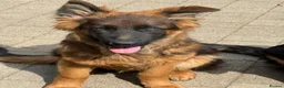 German Shepherd dogs for sale: Long coat German Shepherd - Advert 21