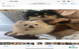 Pomeranian dogs for sale: Beautiful ** Pomeranian puppies  - Image 10