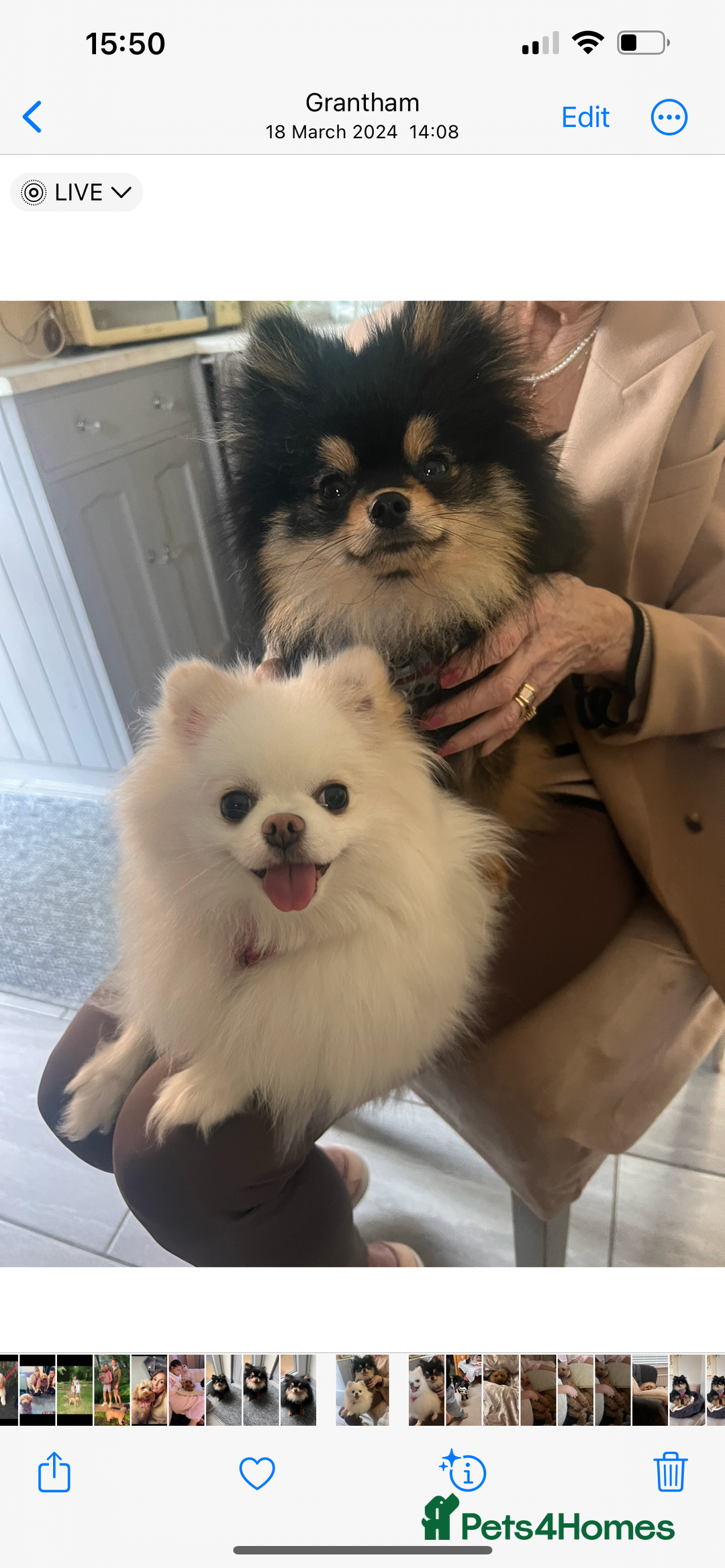 Pomeranian dogs for sale: Beautiful ** Pomeranian puppies  - Image 10