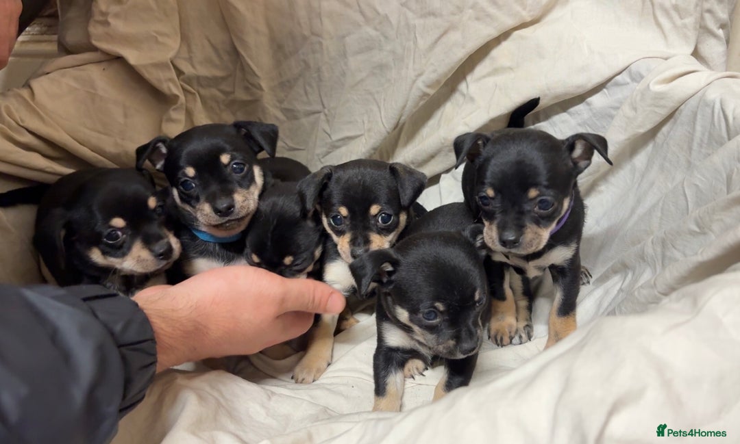 Mixed Breed dogs for sale: 🐶 Adorable Miniature Pinscher×Chihuahua Puppies - Advert 4