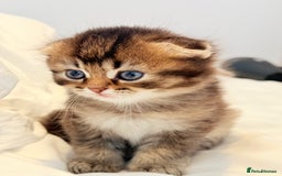 Scottish Fold cats for sale: Half Scottish half British short hair  in London - Image 9