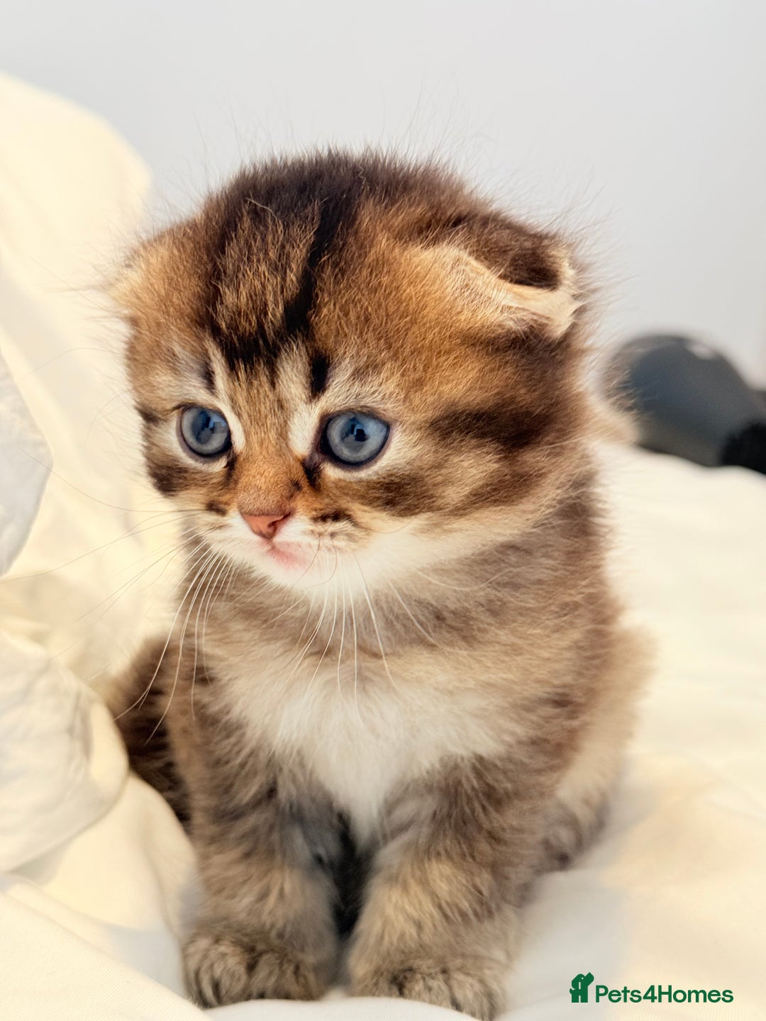 Scottish Fold cats for sale: Half Scottish half British short hair  in London - Image 9