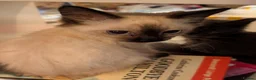 Mixed Breed cats for sale: 3 gorgeous ragdoll cross Norwegian forest cat - Advert 3