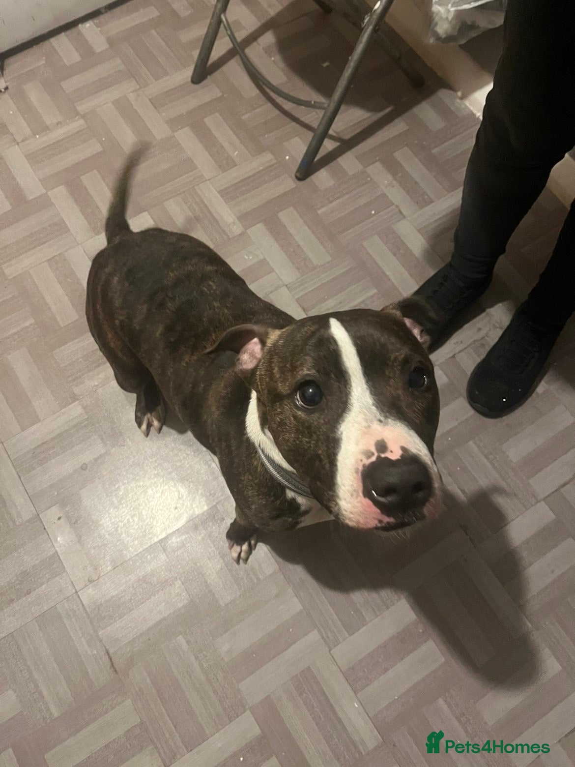 Staffordshire Bull Terrier dogs zues age 6 staffy looking for a new home to join - Advert 13