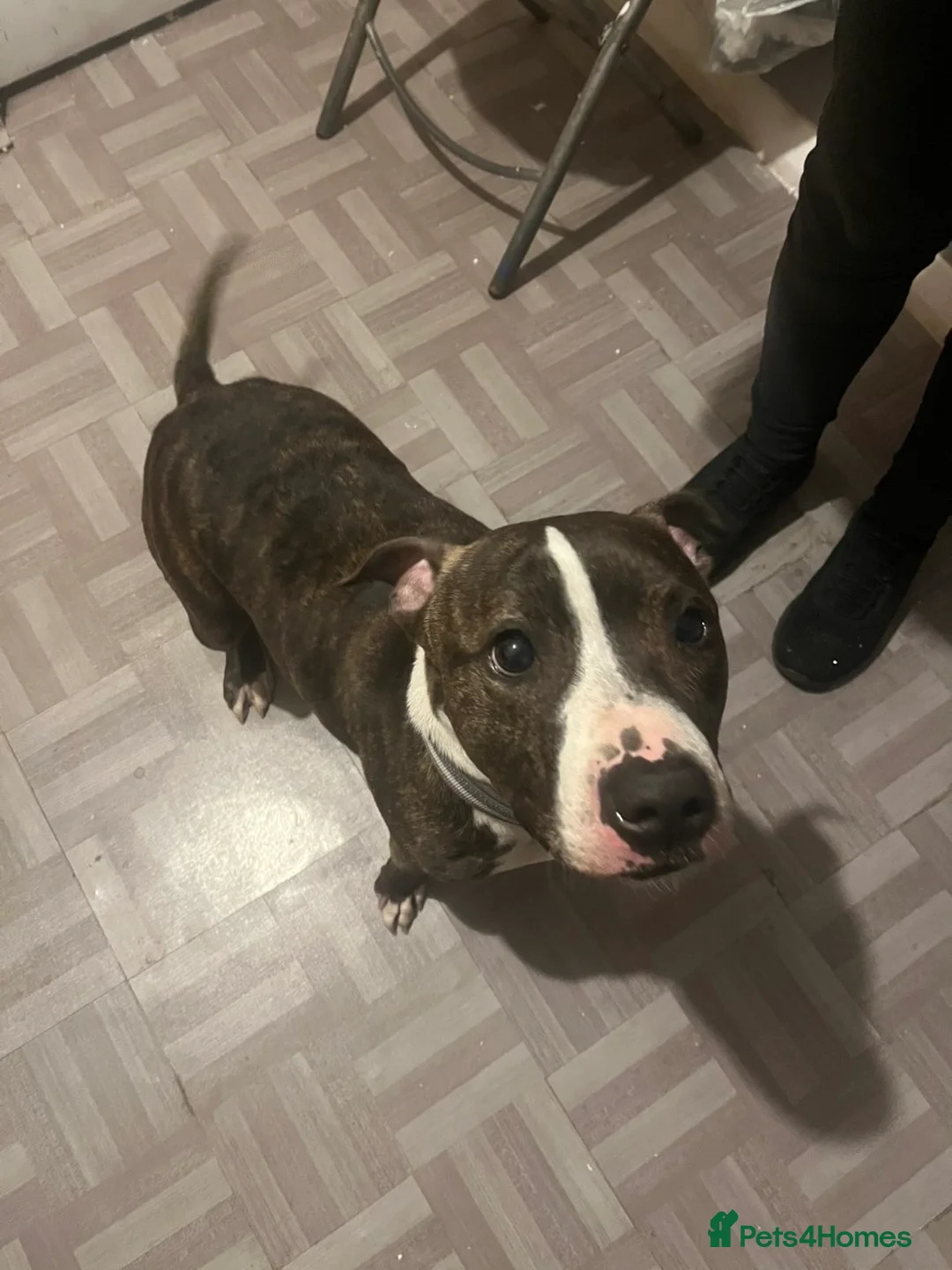 Staffordshire Bull Terrier dogs for sale: zues age 6 staffy looking for a new home to join in Skelmersdale - Advert 1