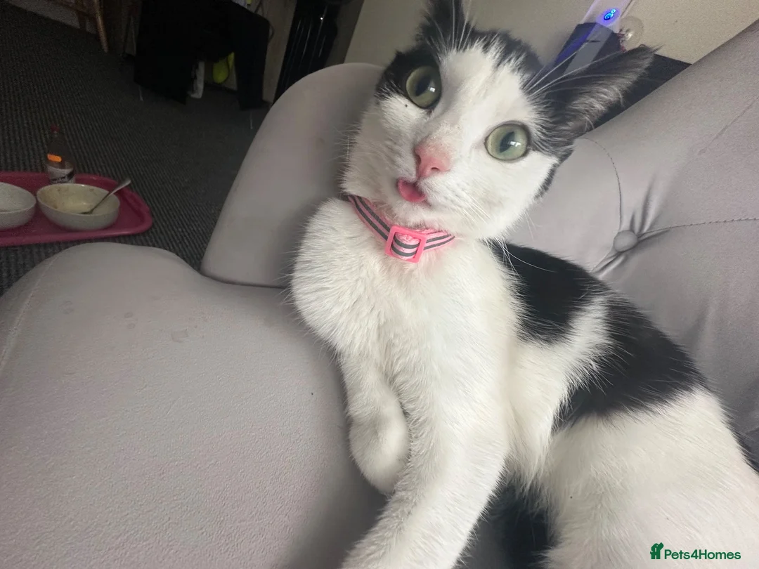 Mixed Breed cats for sale: Black and white domestic shorthair in Liverpool - Advert 5
