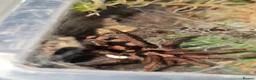 Tarantulas invertebrates for sale: Tarantulas - Advert 4
