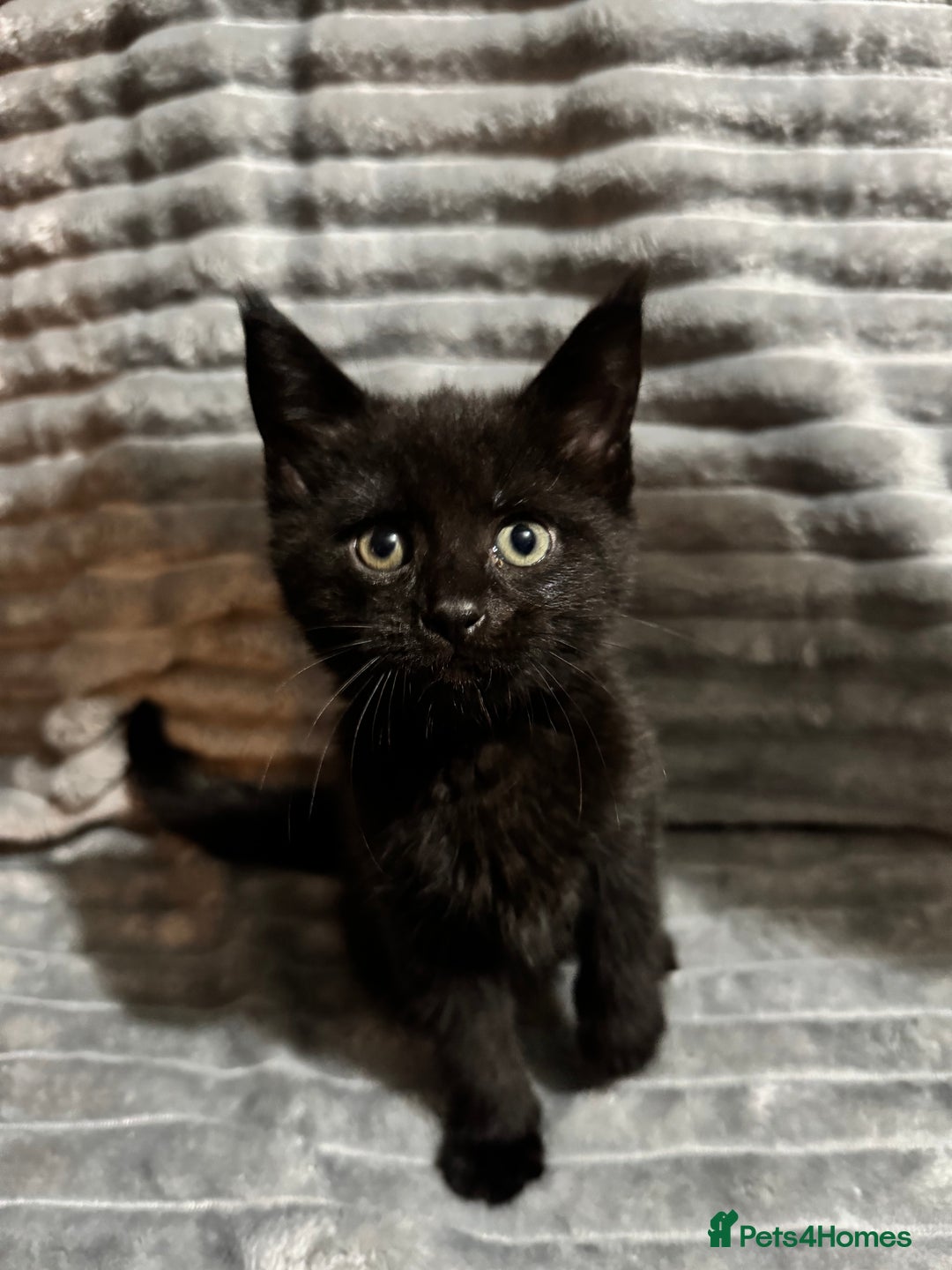 Mixed Breed cats for sale: British short hair cross Maine coon  - Advert 9