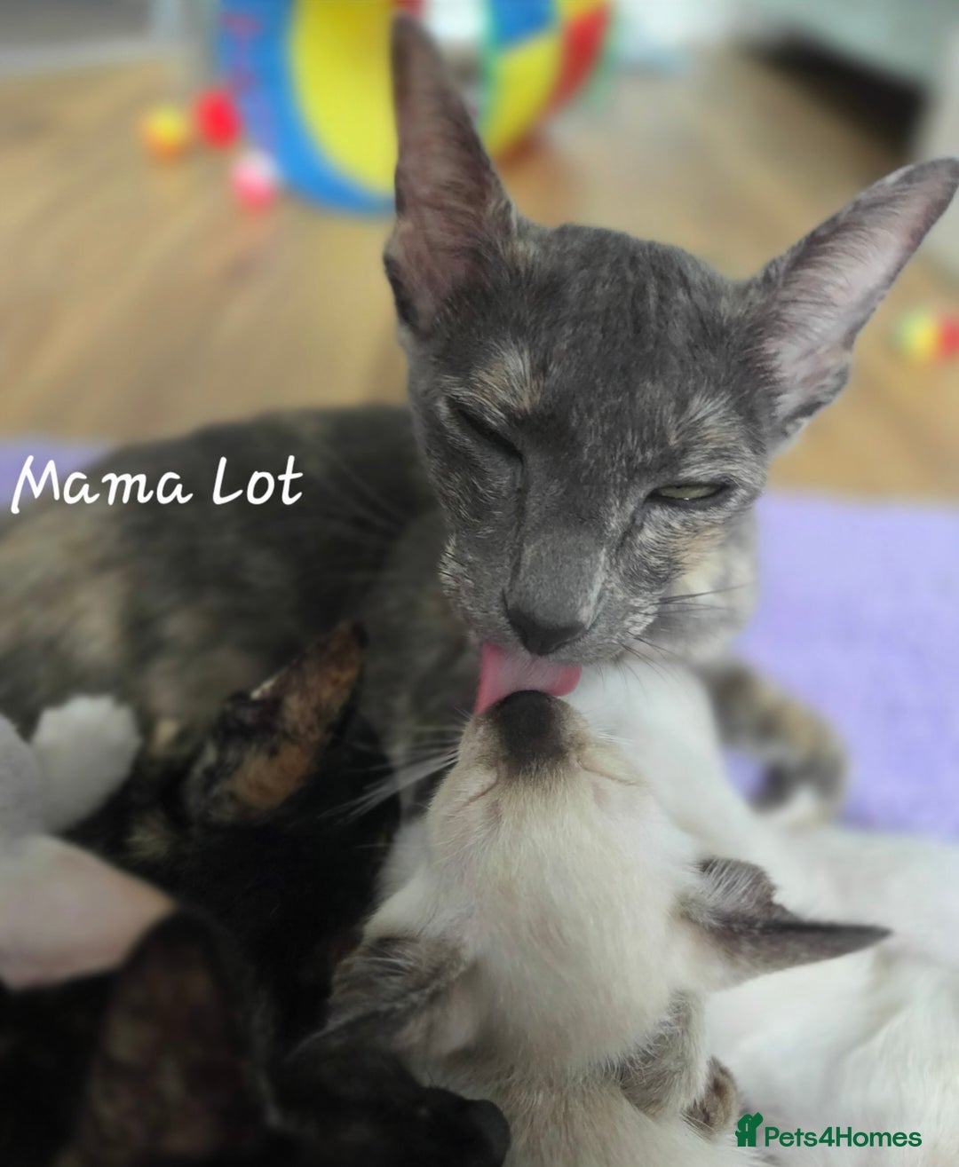 Oriental cats for sale: *1left*Beautiful GCCF registered Oriental kittens - Image 7