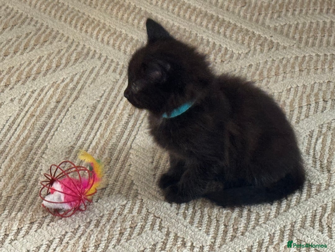 Mixed Breed cats for sale: Friendly and playful kittens  - Image 14