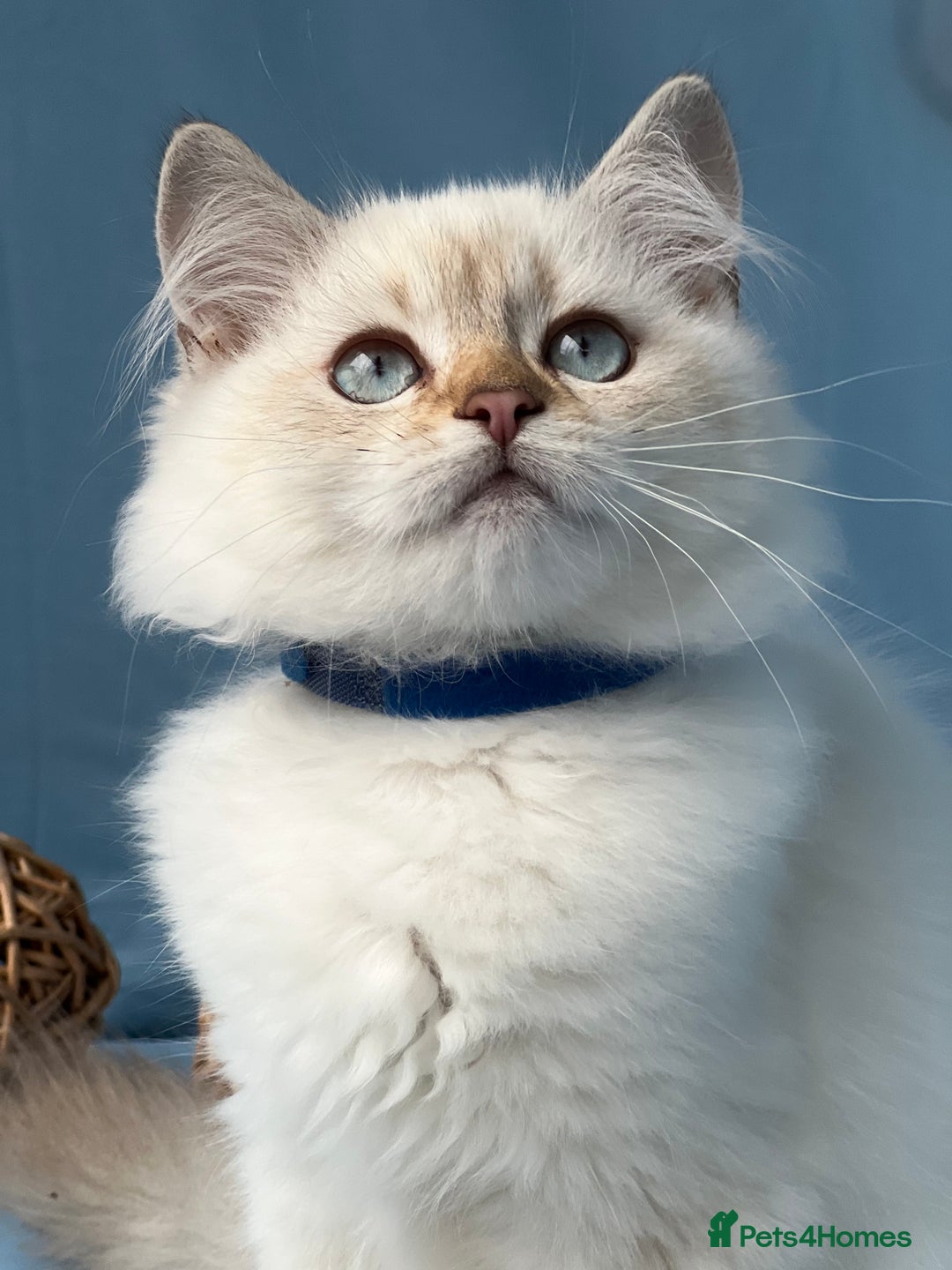 British Shorthair cats for sale: Stunning British sh/longhair kittens TICA - Image 19