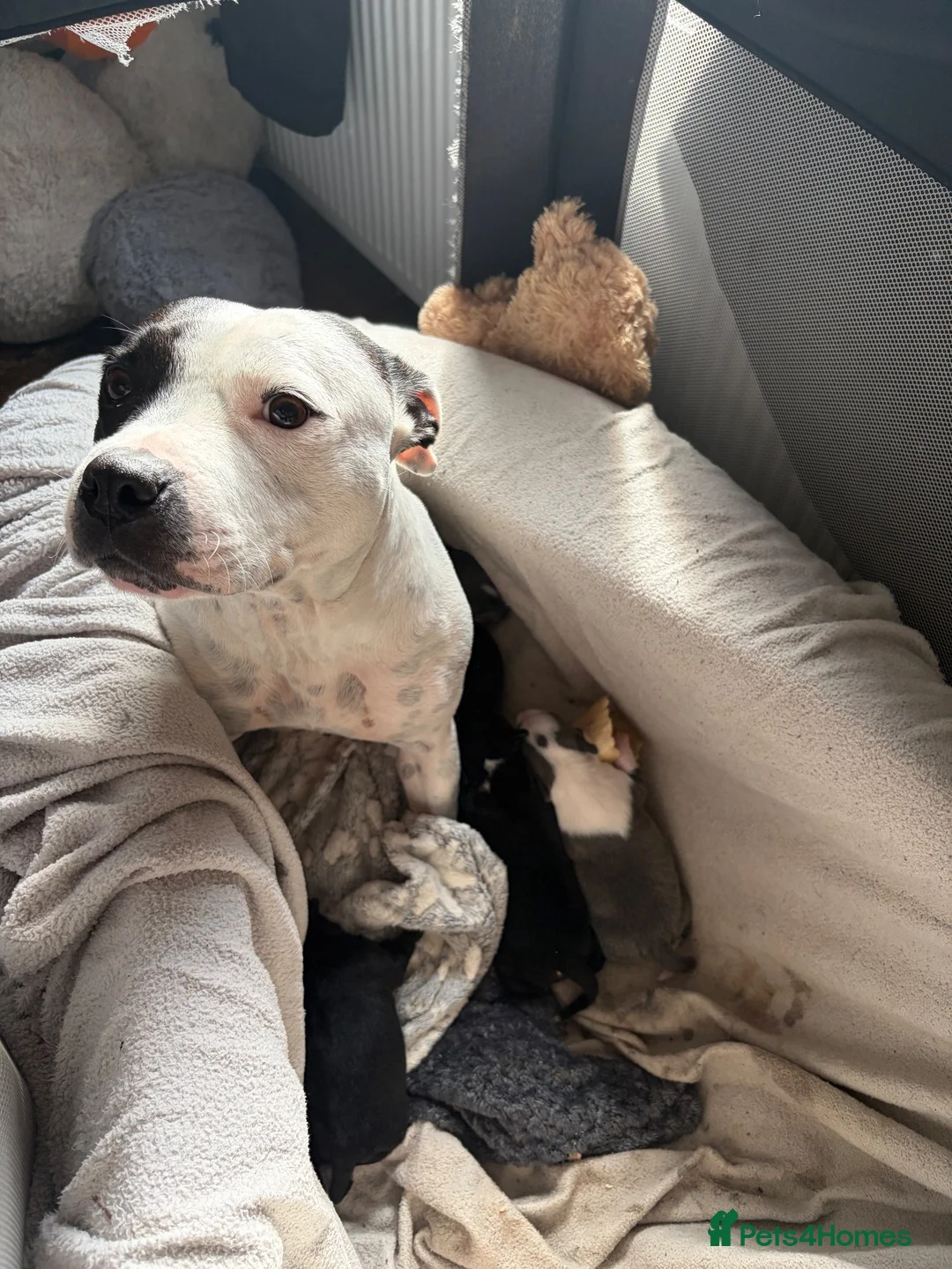 Staffordshire Bull Terrier dogs for sale: Beautiful Staffordshire Bull Terrier Pups - Advert 1
