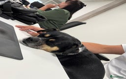 Mixed Breed dogs for adoption: Lolly and Poppy - Advert 10