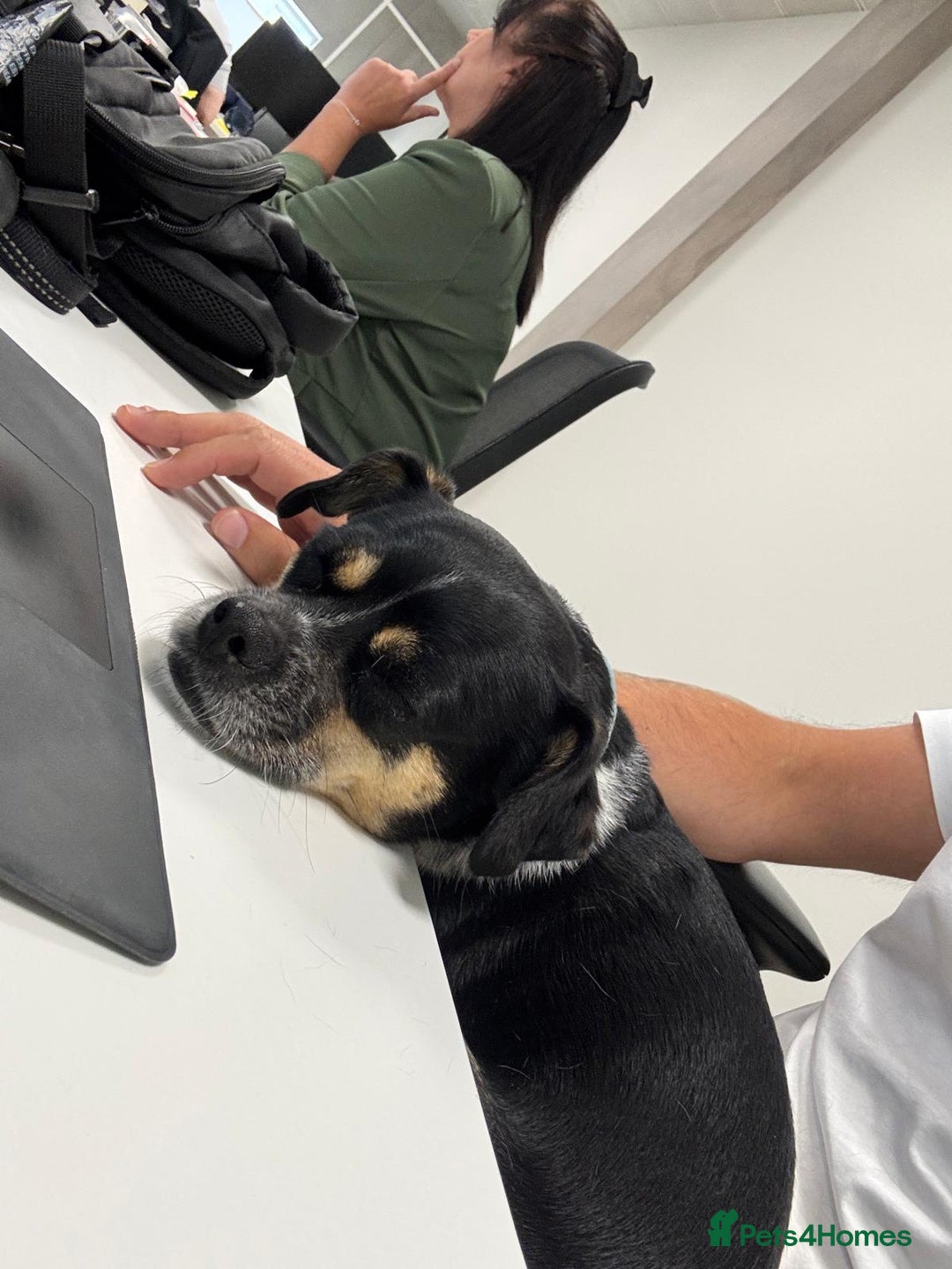 Mixed Breed dogs for adoption: Lolly and Poppy - Advert 10