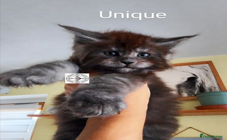 Maine Coon cats - Advert 11