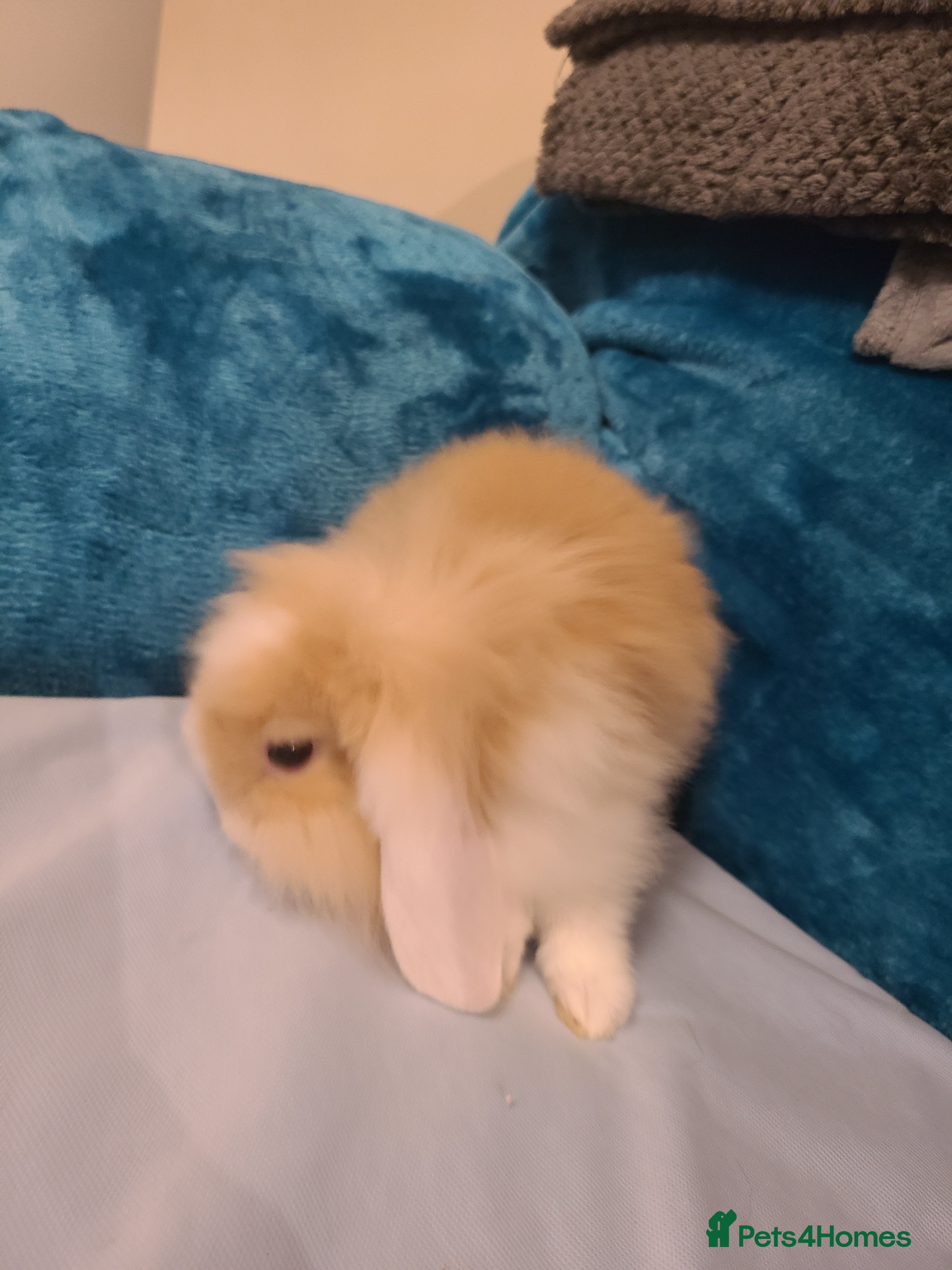 Mini Lion Lop rabbits Baby rabbits ready now males left - Advert 5