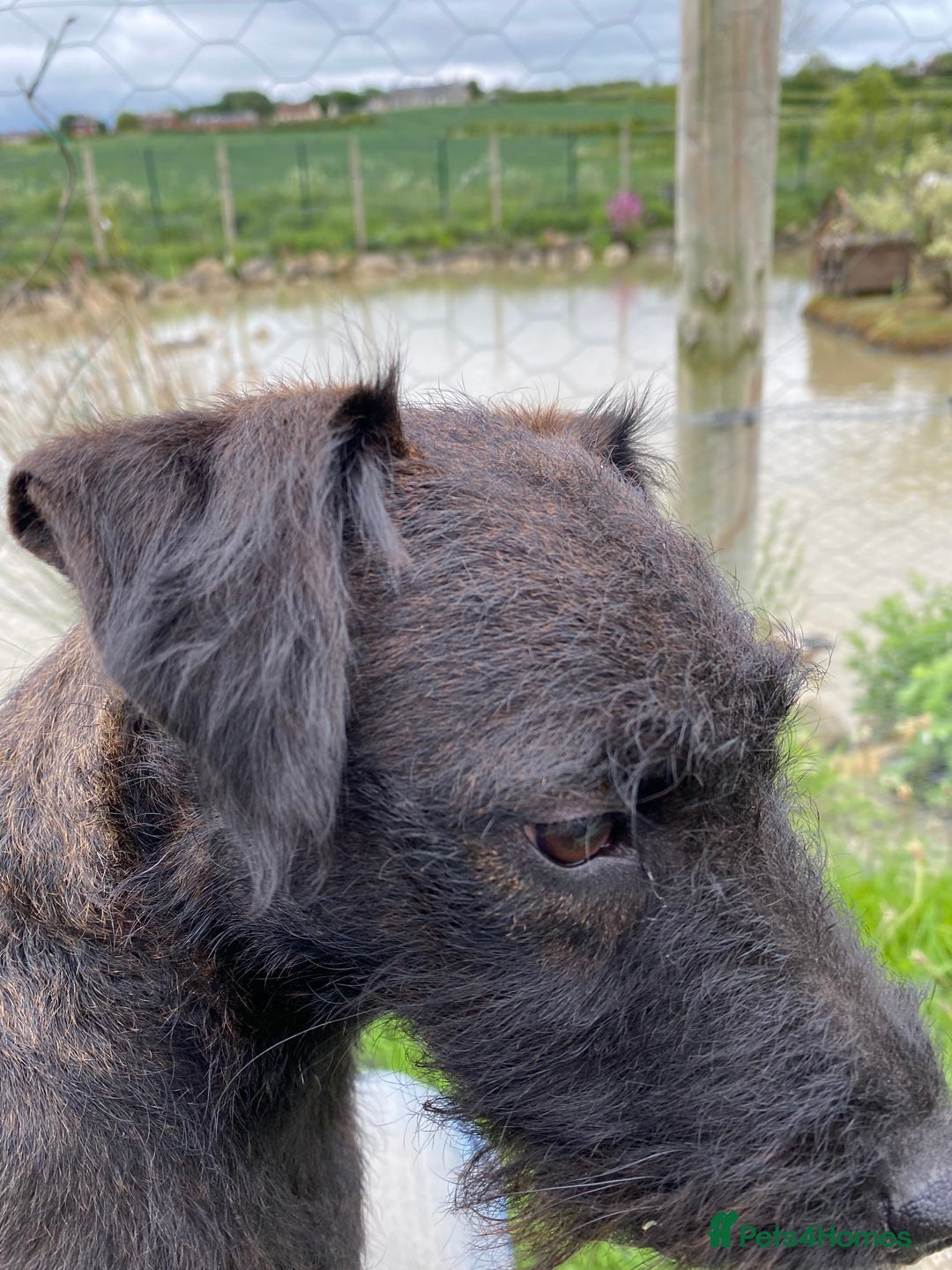 Patterdale Terrier dogs for sale: Patterdale bitch 4 yr old genuine reason for sale - Advert 3