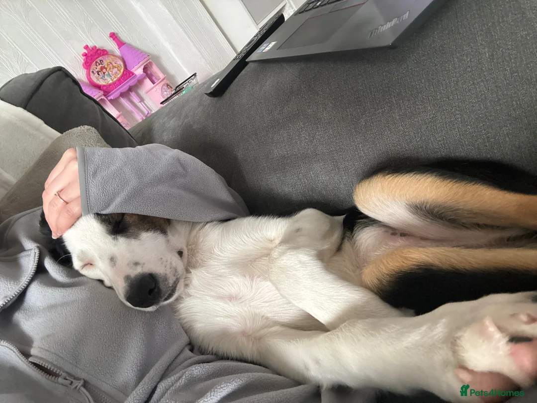 Welsh Collie dogs for sale: 4 Month old Welsh Boarder Collie  in Saint Helens - Advert 6