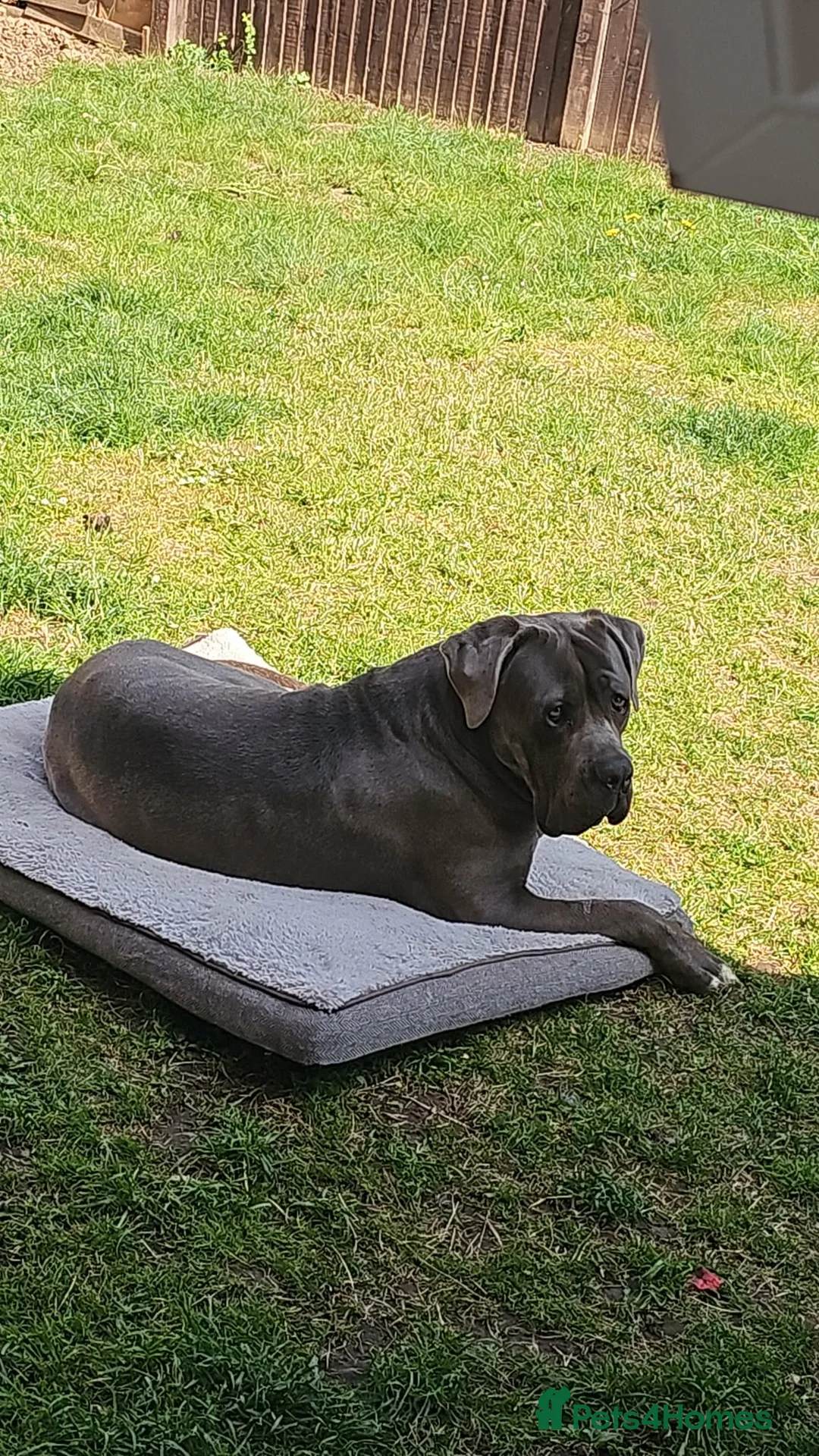 Cane Corso dogs for stud: cane corso for stud - Advert 3