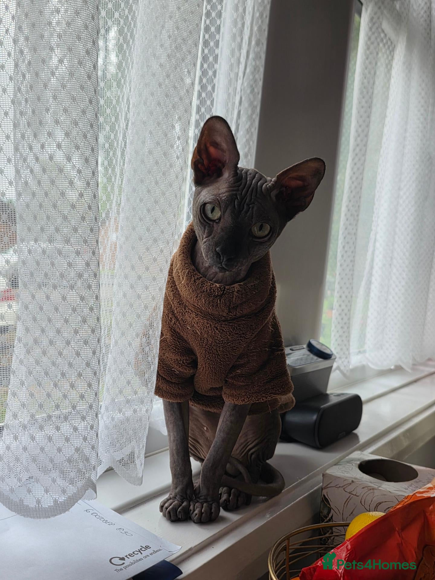 Sphynx cats TICA Registered Canadian Sphynx Male for Stud - Advert 4
