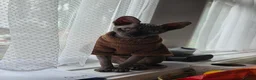 Sphynx cats for stud: TICA Registered Canadian Sphynx Male for Stud - Advert 1