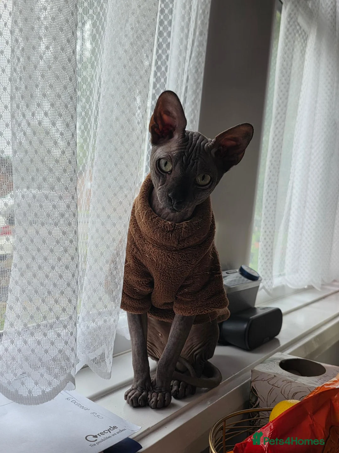 Sphynx cats for stud: TICA Registered Canadian Sphynx Male for Stud - Advert 1