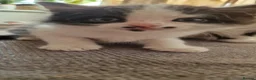 Mixed Breed cats for sale: Fluffy kittens looking for home - Advert 6