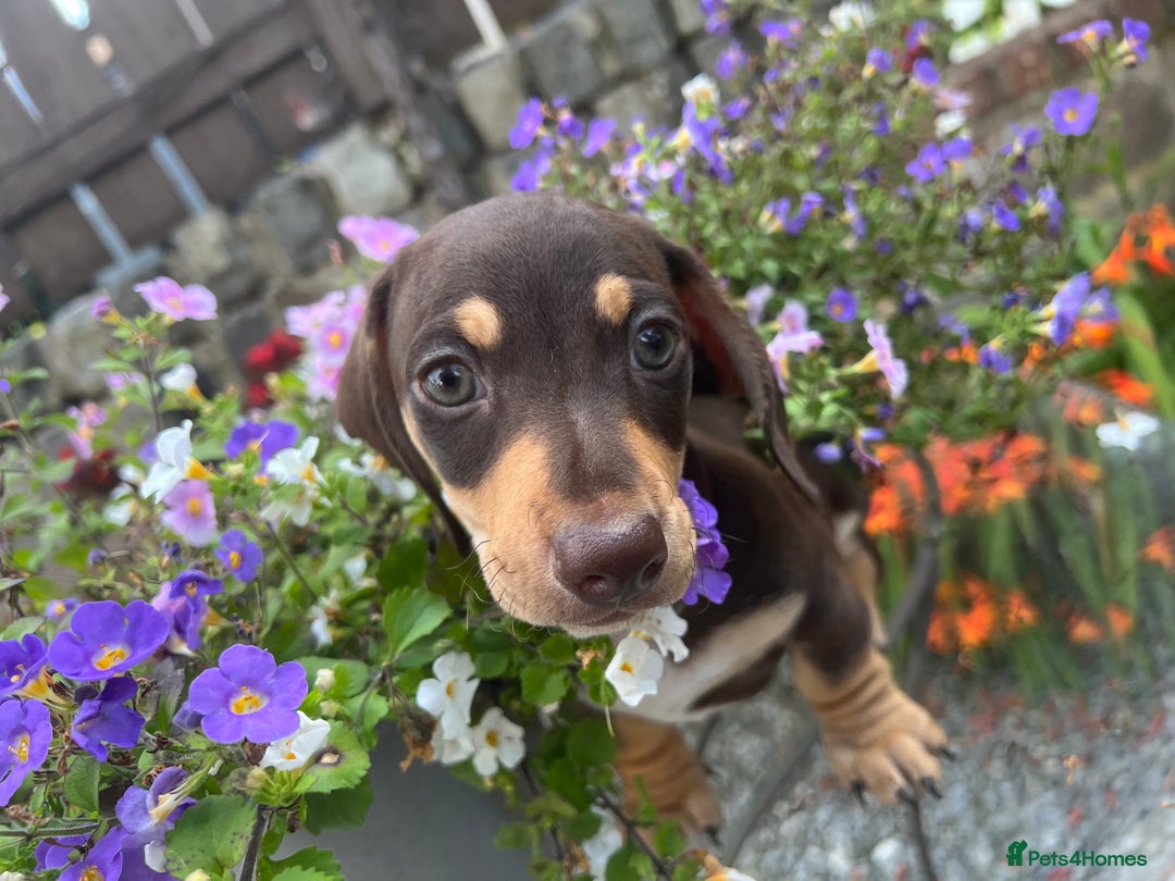 Miniature Dachshund dogs for sale: Stunning Miniature Dachshund Puppies  - Image 5