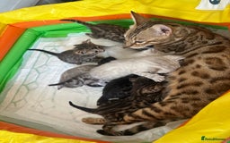 Bengal cats for sale: Stunning Bengal kittens - Image 3