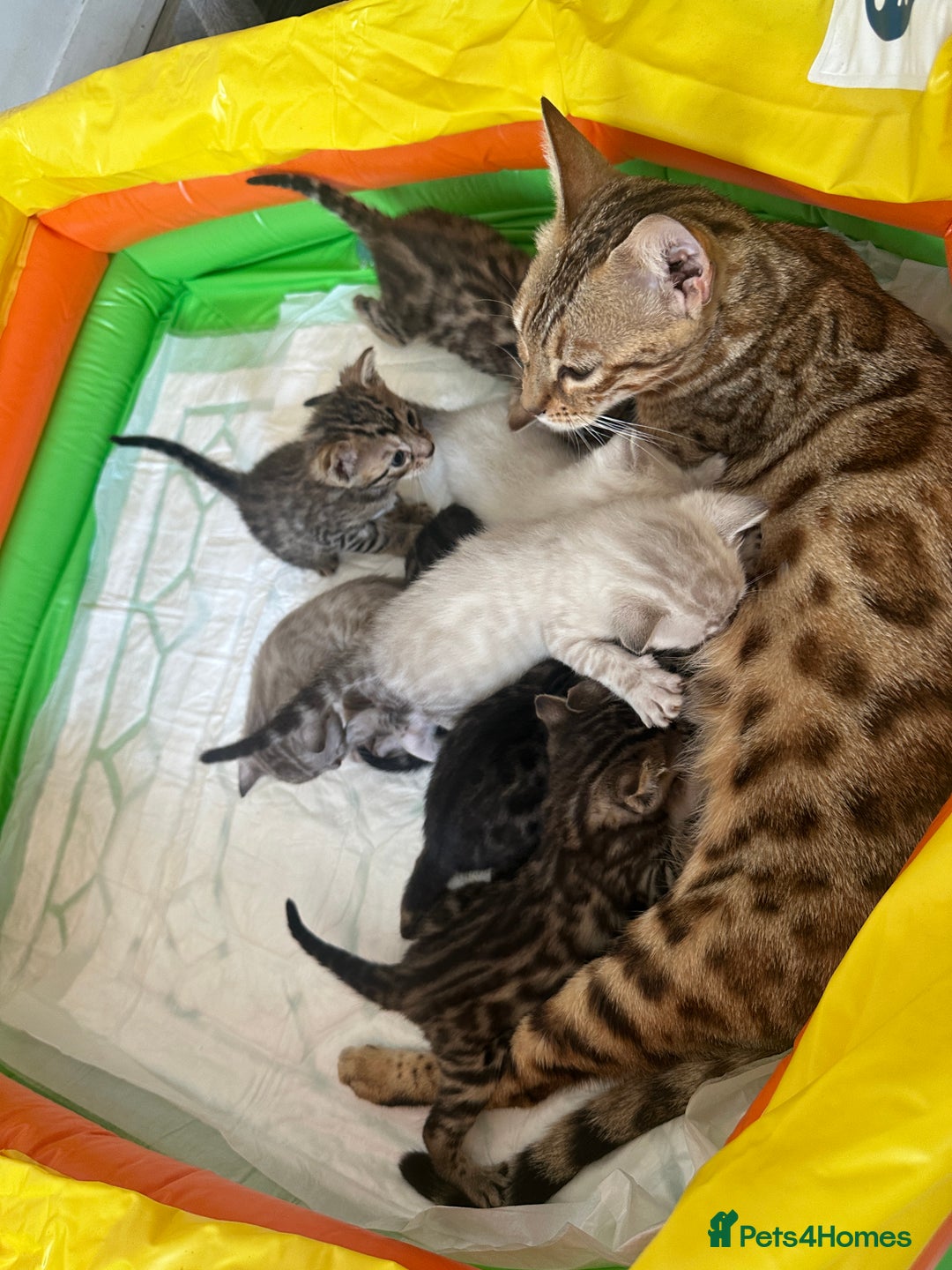 Bengal cats for sale: Stunning Bengal kittens - Image 3