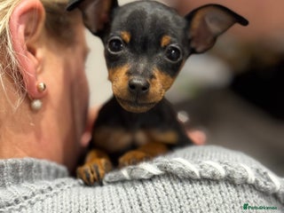 Miniature Pinscher dogs - Advert 3