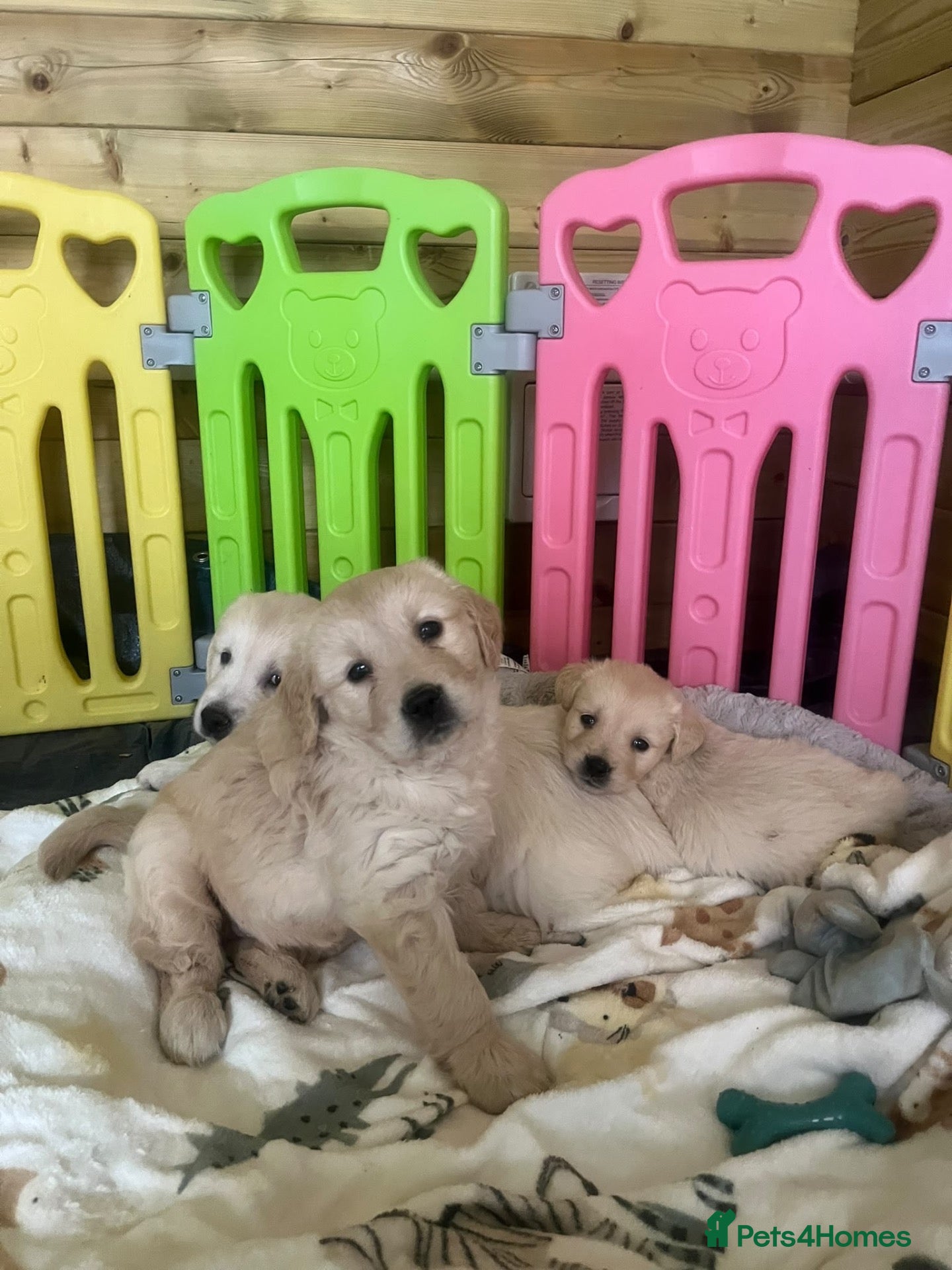 Golden Retriever dogs Stunning golden retriever puppies - Advert 1