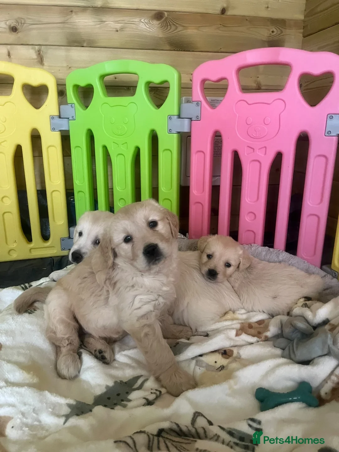 Golden Retriever dogs for sale: Stunning golden retriever puppies - Advert 1