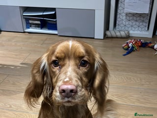 Cocker Spaniel dogs Cocker spaniel for studding - Advert 2