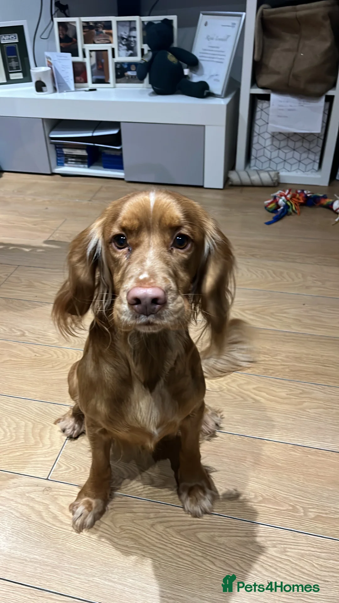 Cocker Spaniel dogs for stud: Cocker spaniel for studding  - Advert 1