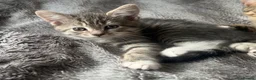 Mixed Breed cats for sale: Beautiful British Shorthair x Bengal kittens - Advert 31