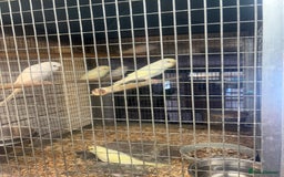 Budgerigars birds for sale: Budgies - Image 3