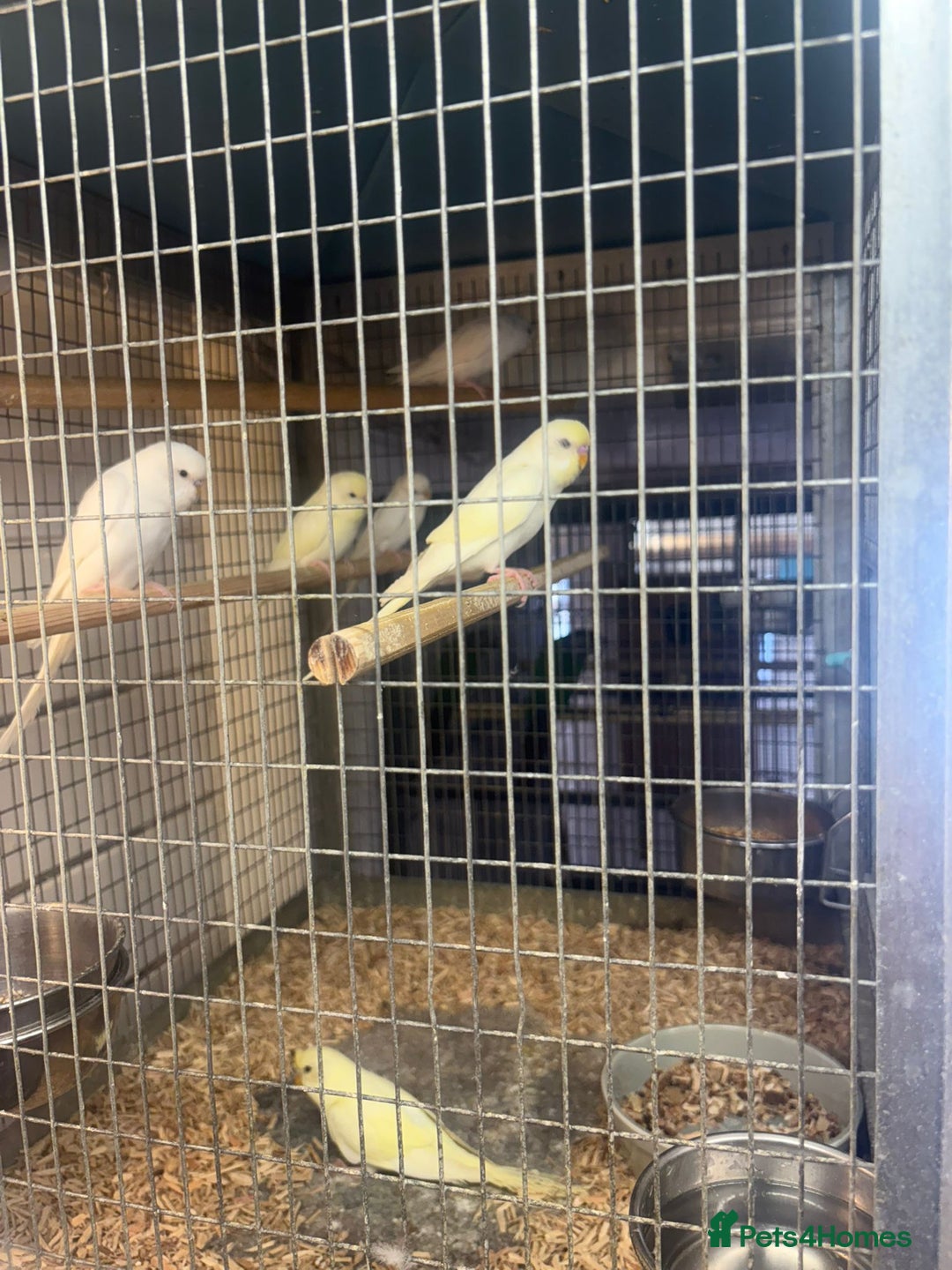 Budgerigars birds for sale: Budgies - Image 3