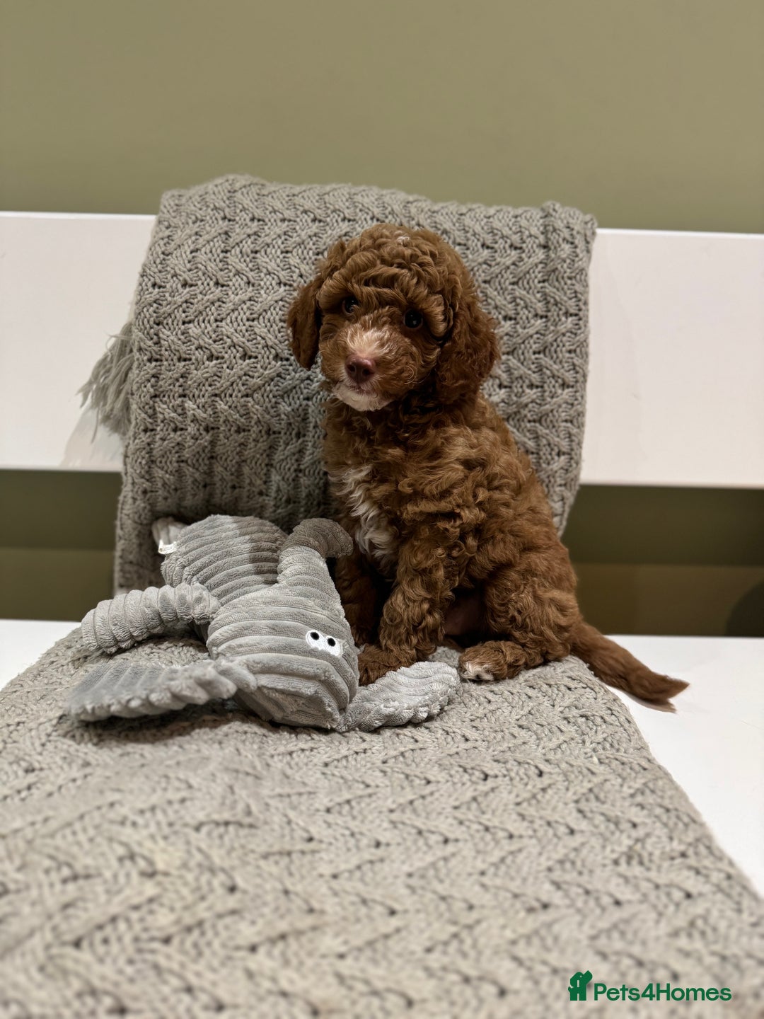 Cavapoochon dogs for sale: Stunning red boy  - Advert 1