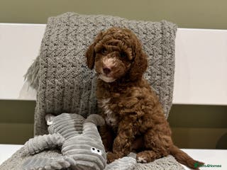 Cavapoochon dogs Stunning red boy - Advert 6