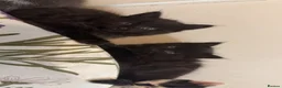 Mixed Breed cats for sale: 2 MALE BLACK LONG HAIRED FLUFFY KITTENS LEFT💘 - Advert 10