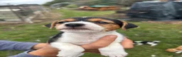 Jack Russell dogs for sale: Jack Russell puppies - Advert 13