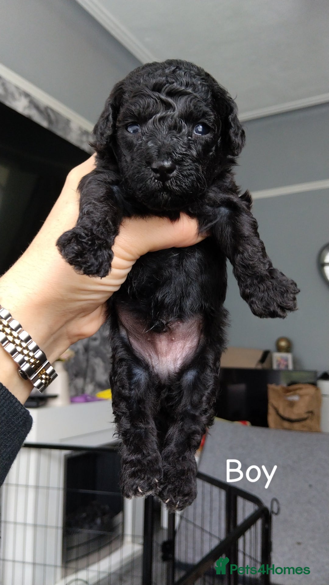 Poochon dogs for sale: Poochons  - Image 28
