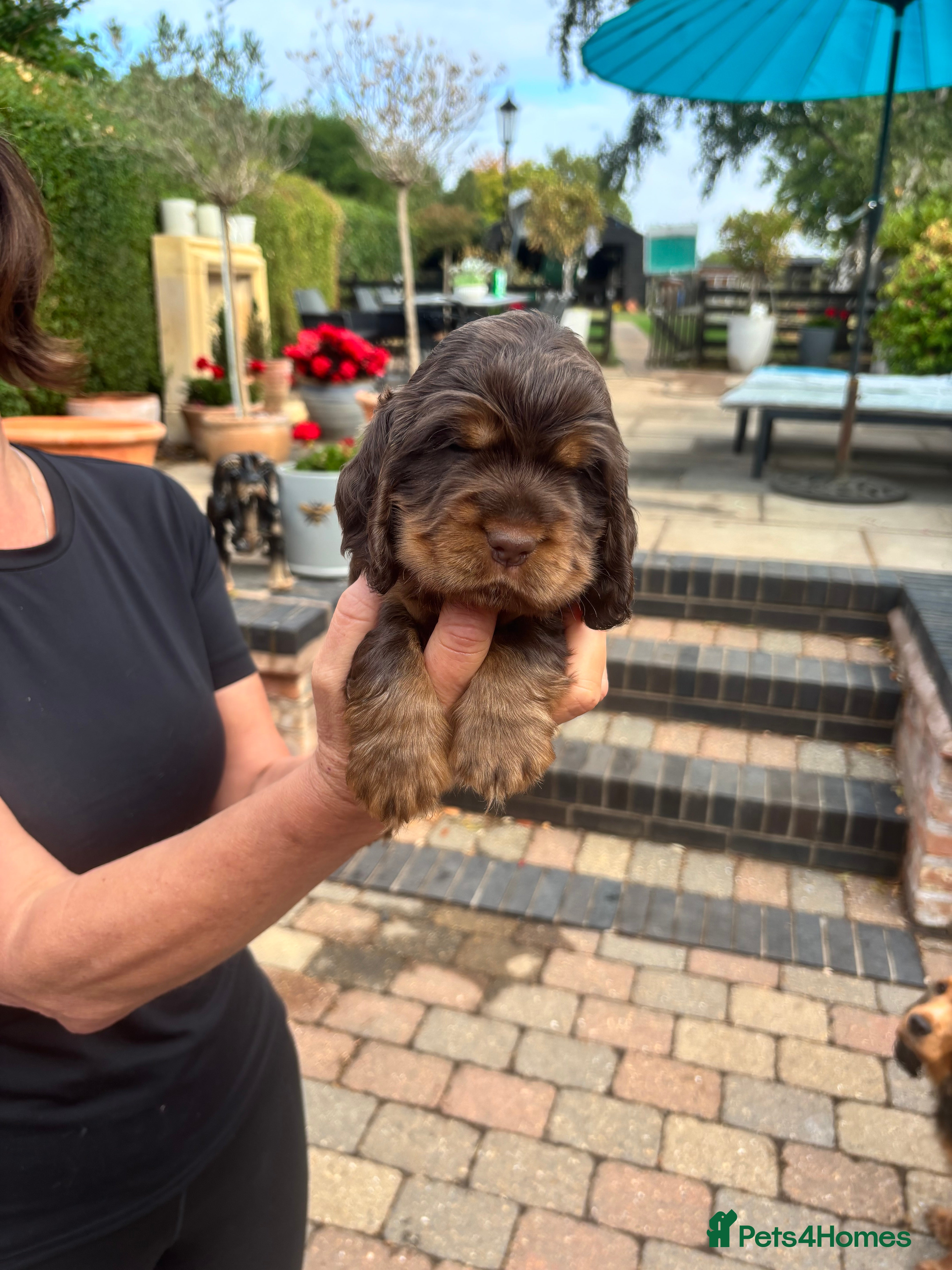 Cocker Spaniel dogs Stunning 5⭐️ show cockers 4th generation  - Advert 2