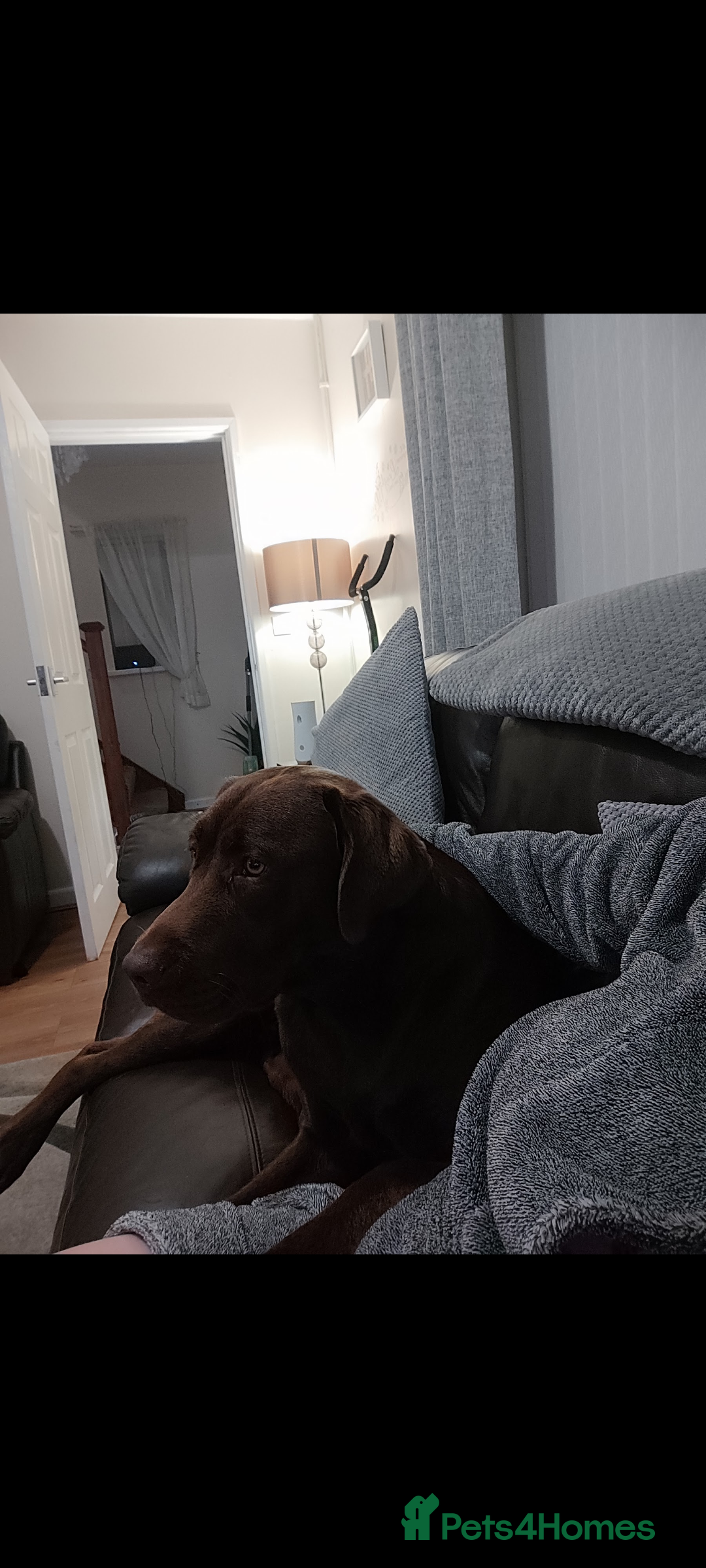 Labrador Retriever dogs for sale: Chocolate Labrador  - Advert 7