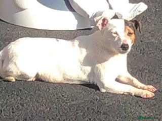 Jack Russell dogs Jack Russell - Advert 1