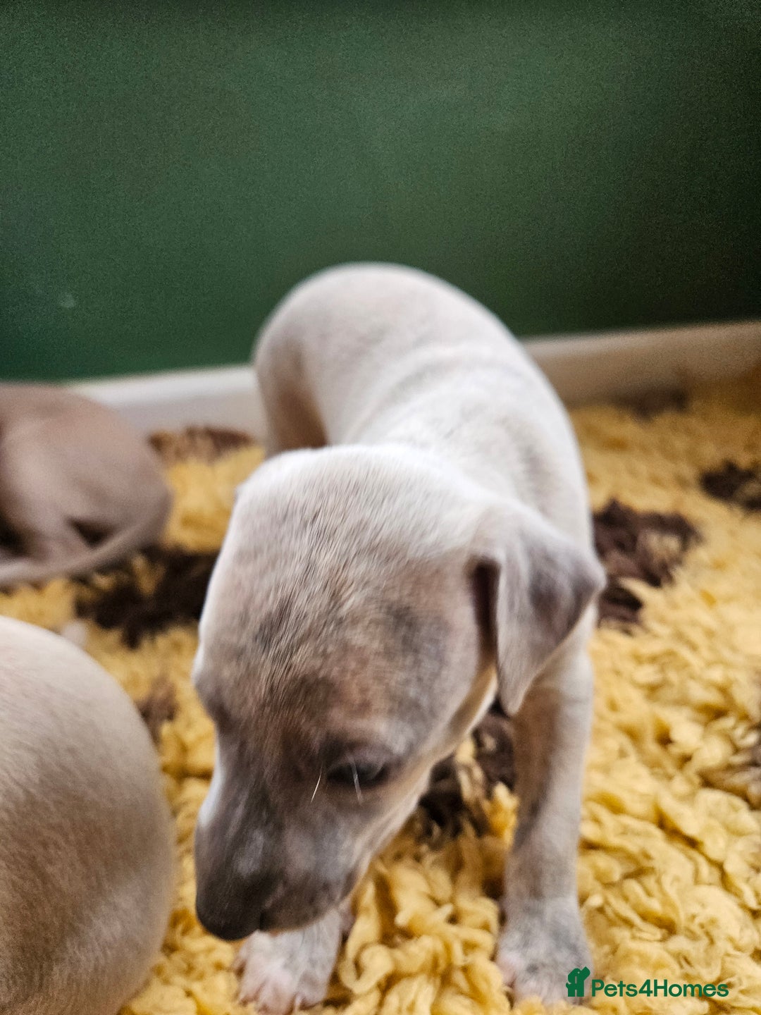 Whippet dogs for sale: ✨🐾 Gorgeous KC Registered Whippet puppies  🐾✨  - Advert 24